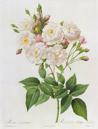 Rosa Noisettiana, aus 
